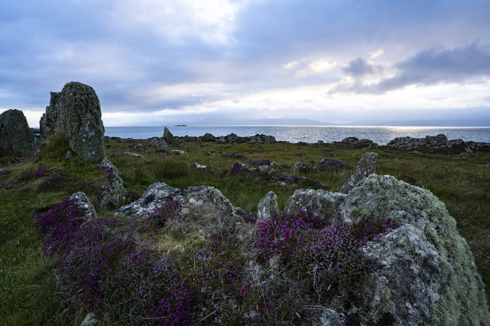 a field of purple flowers