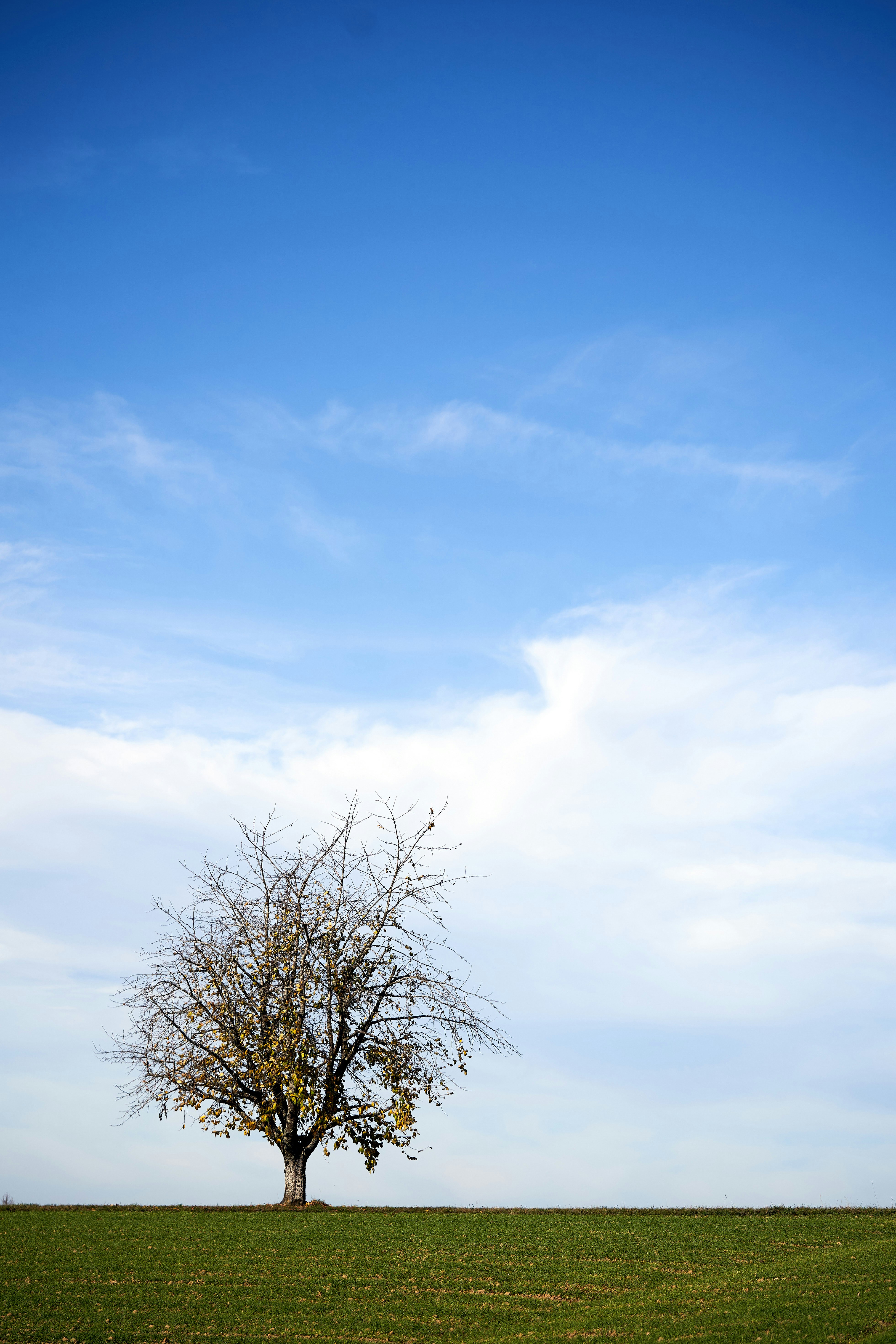 Photo by wolfgang_hasselmann