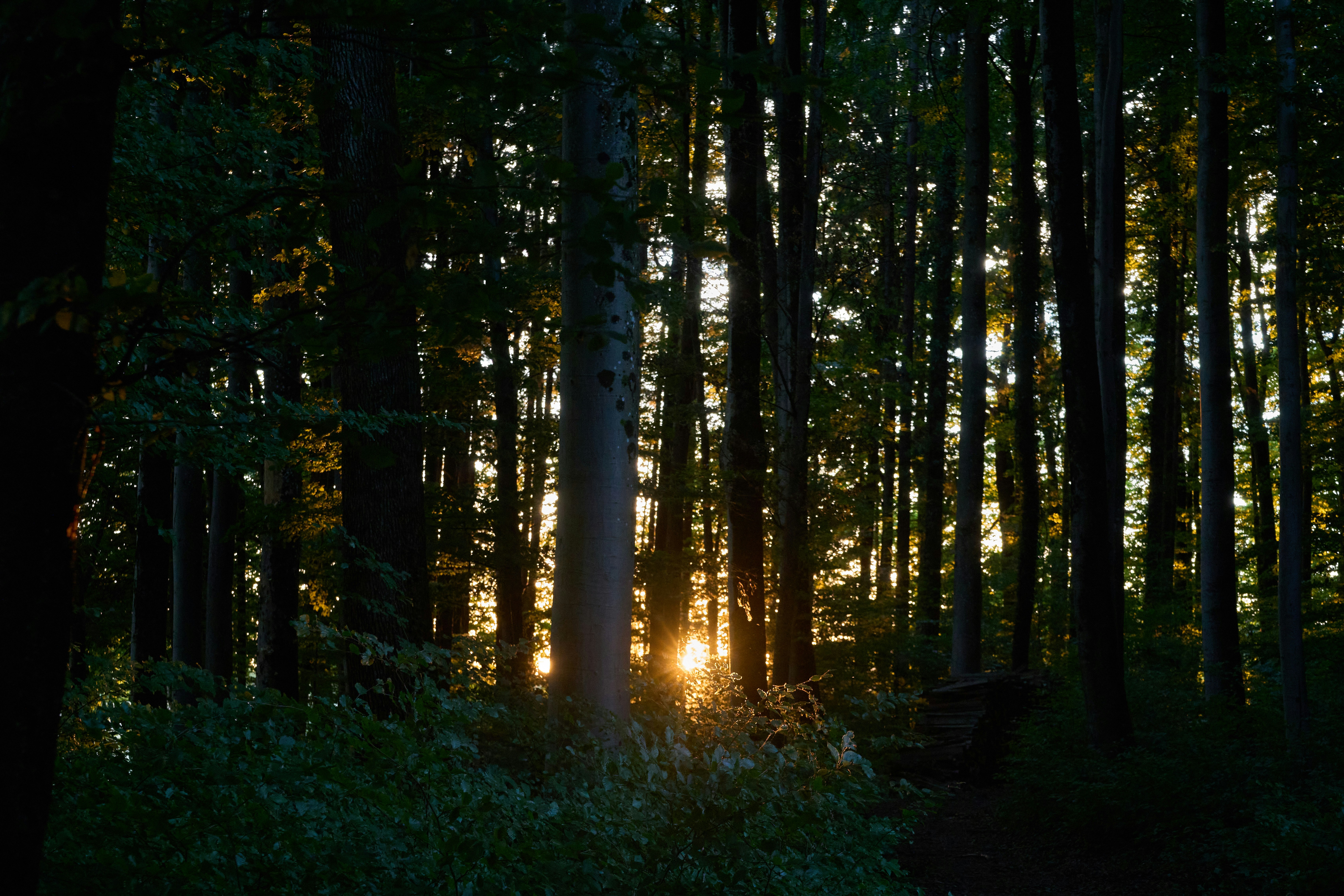 Photo by wolfgang_hasselmann