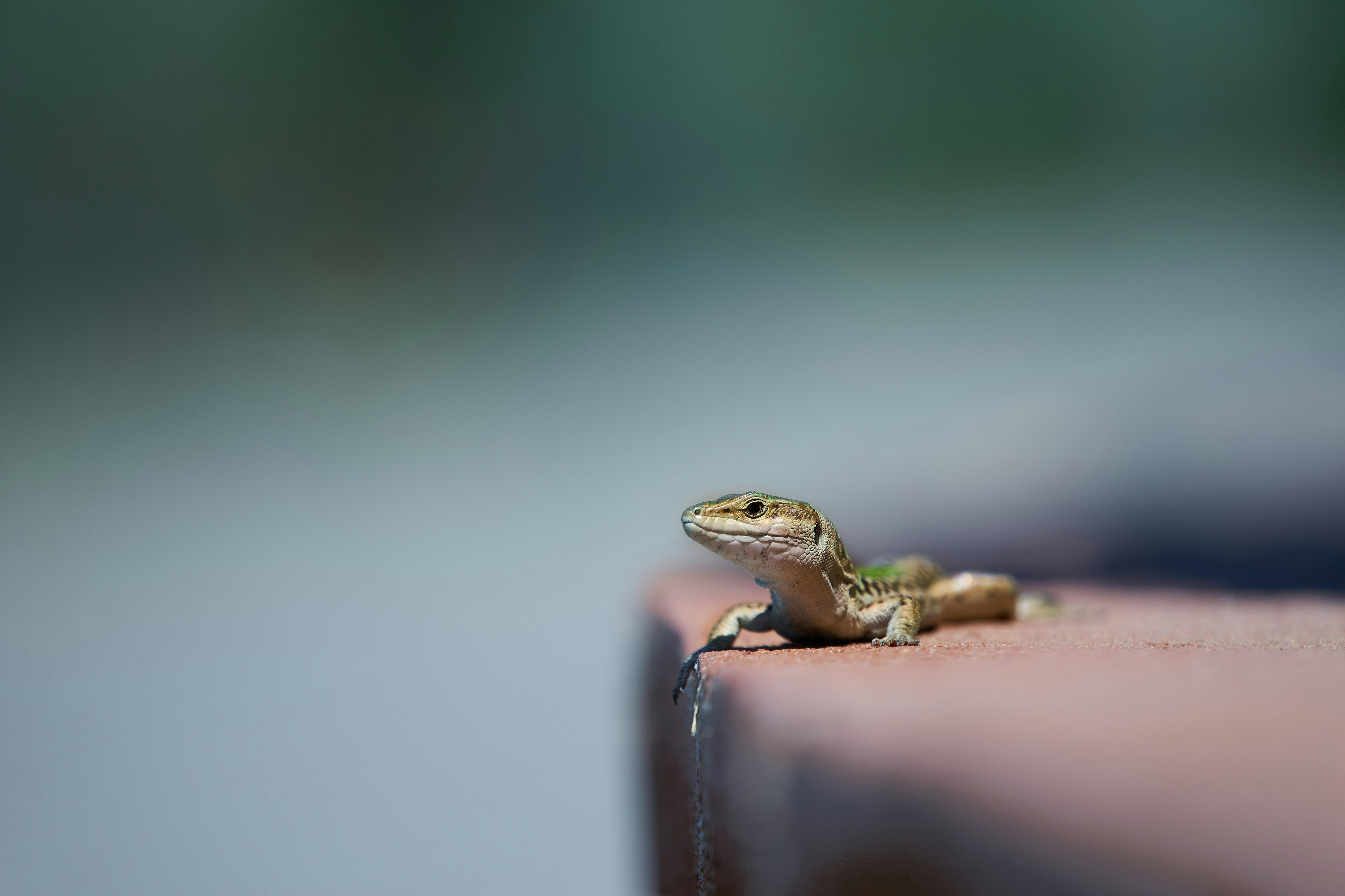 Photo by wolfgang_hasselmann