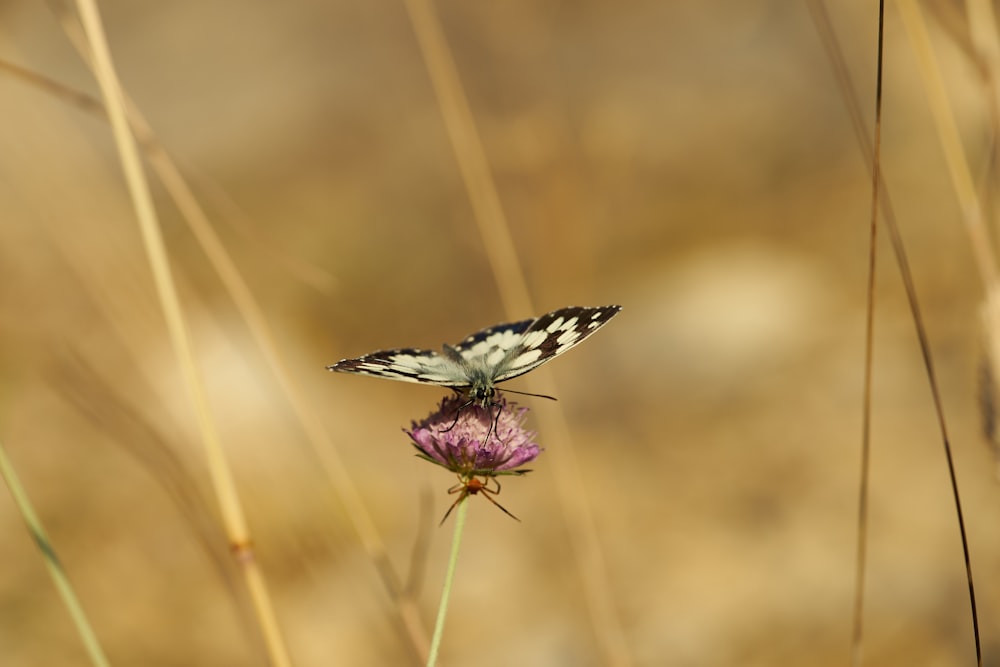 a butterfly on a flower