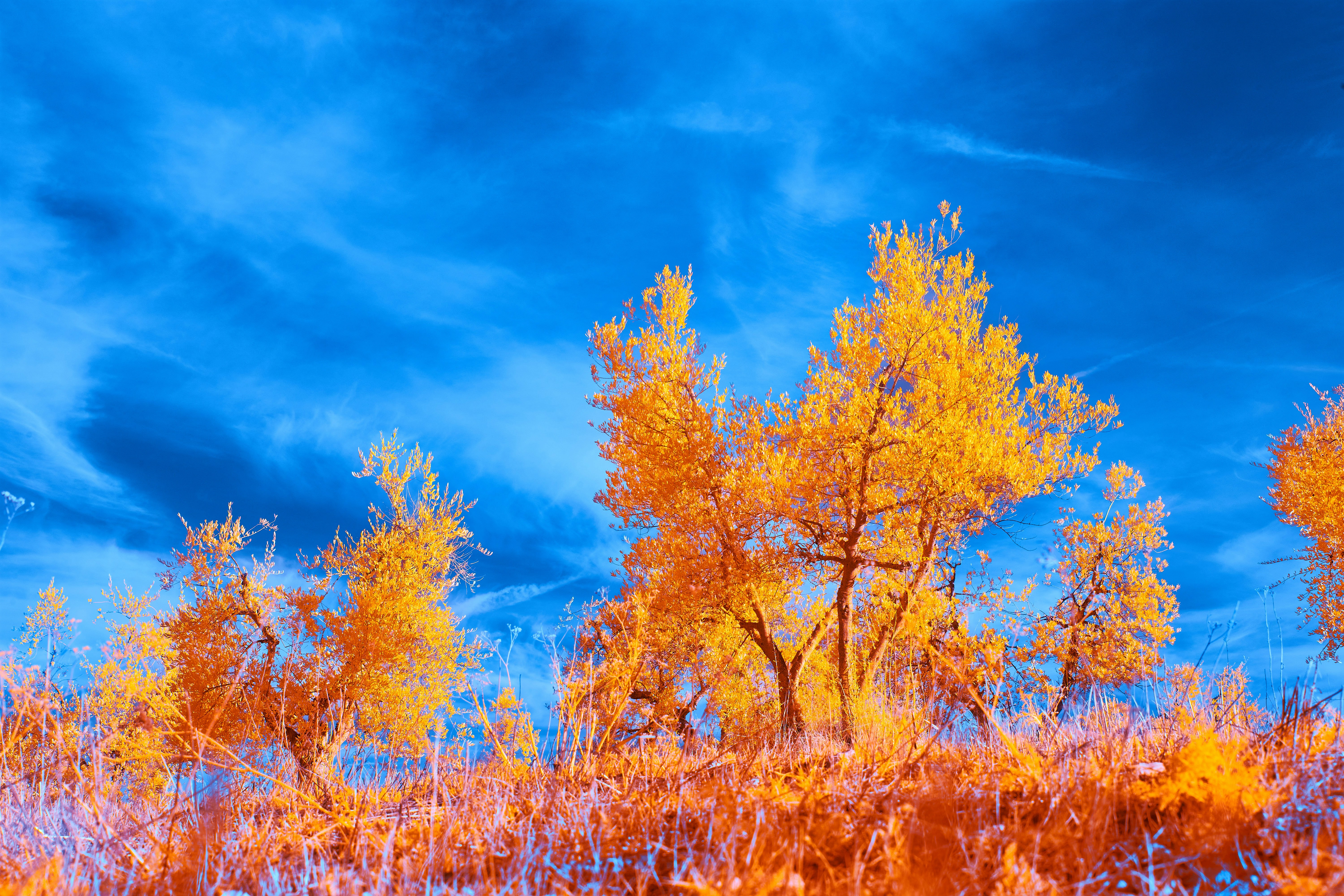 Photo by wolfgang_hasselmann