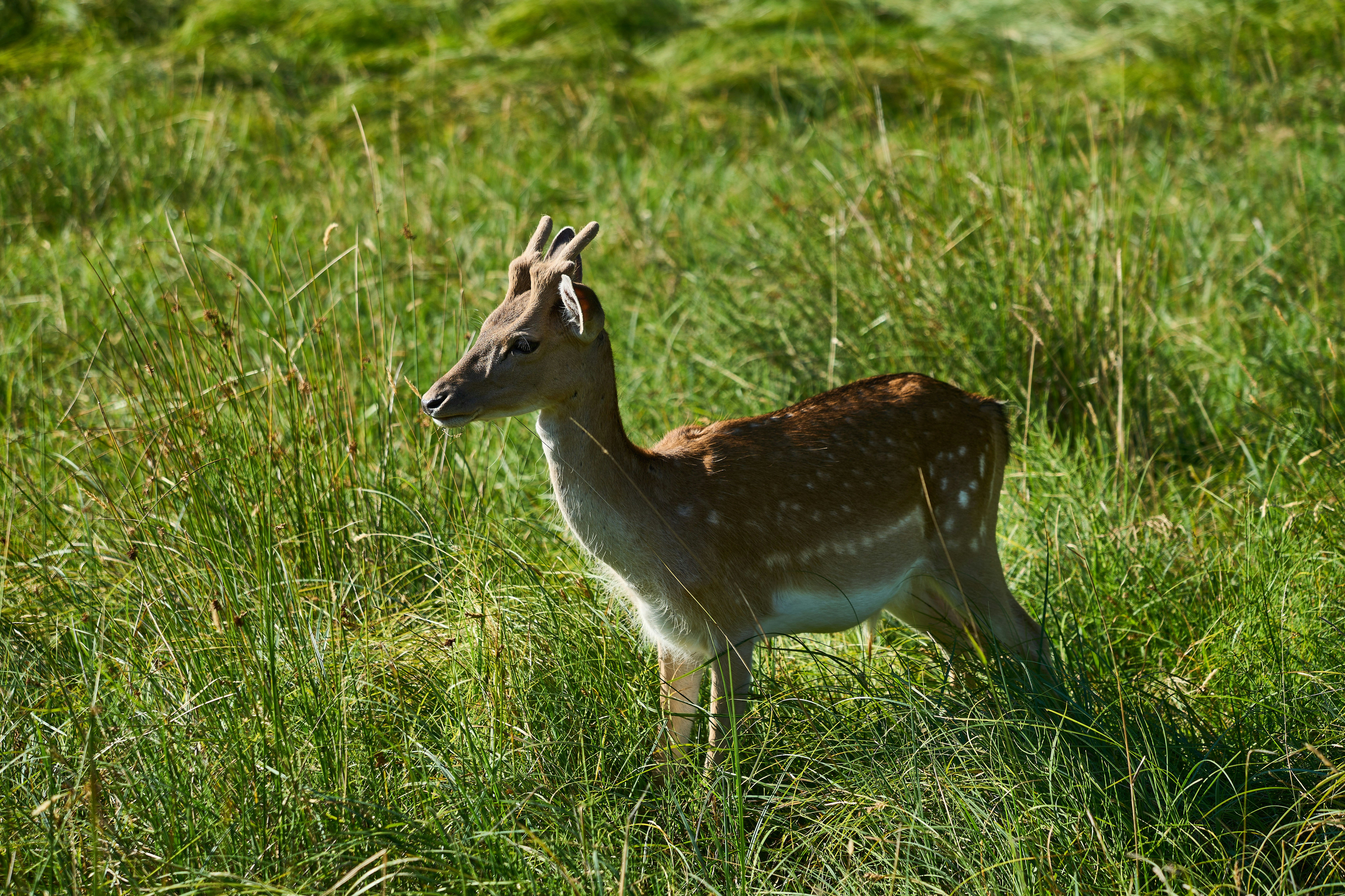 Photo by wolfgang_hasselmann