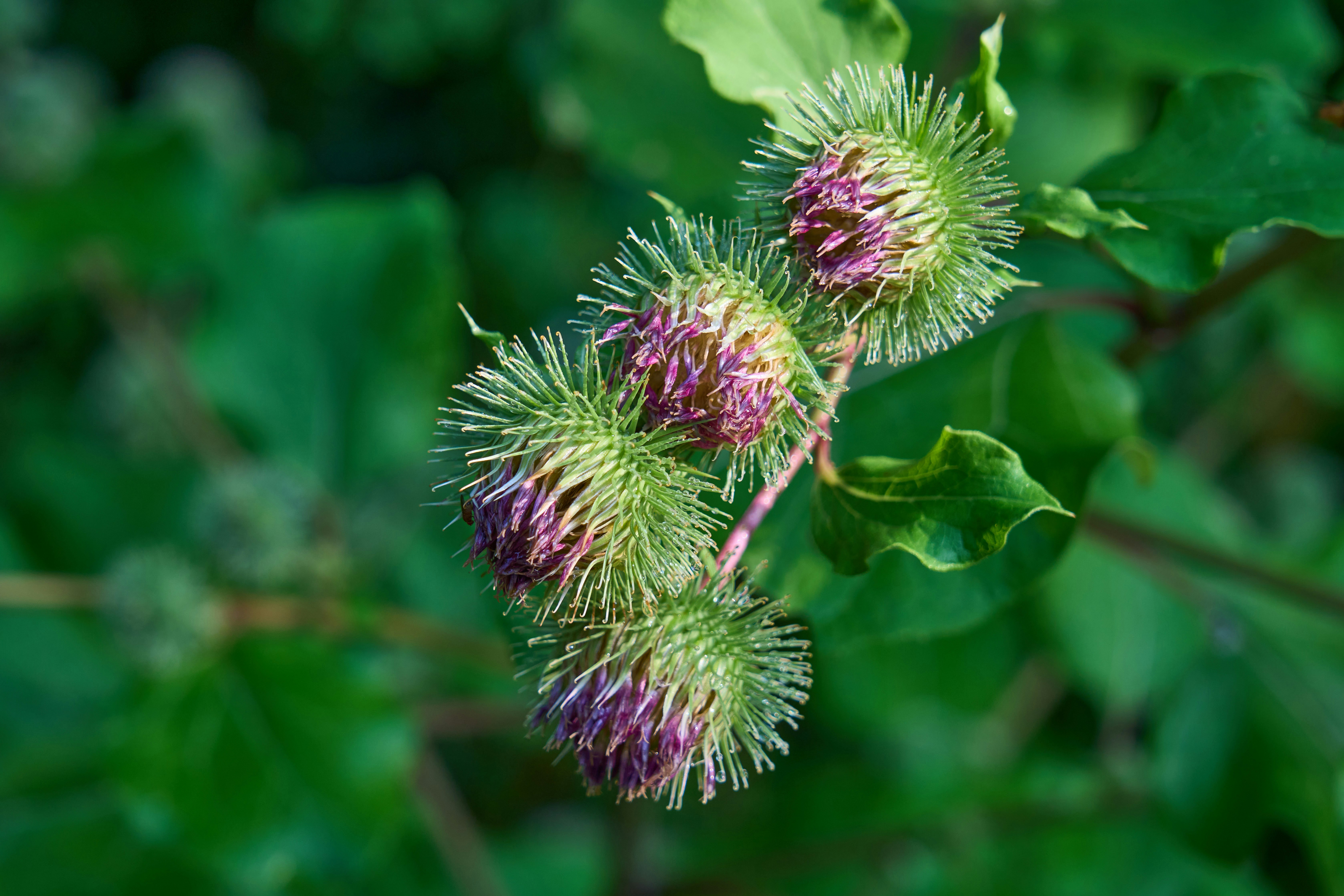 Photo by wolfgang_hasselmann