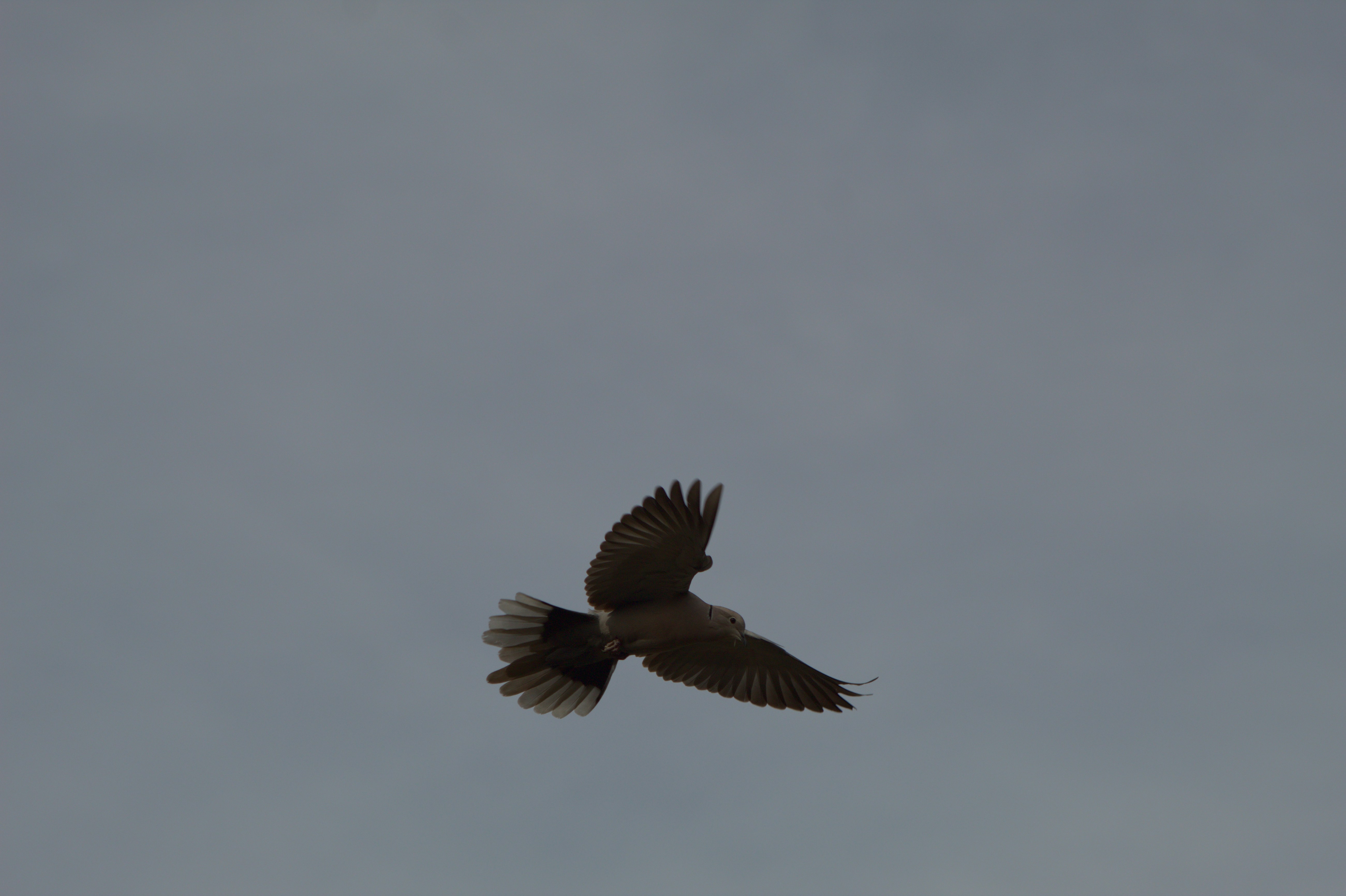 Photo by fidgetingferdie