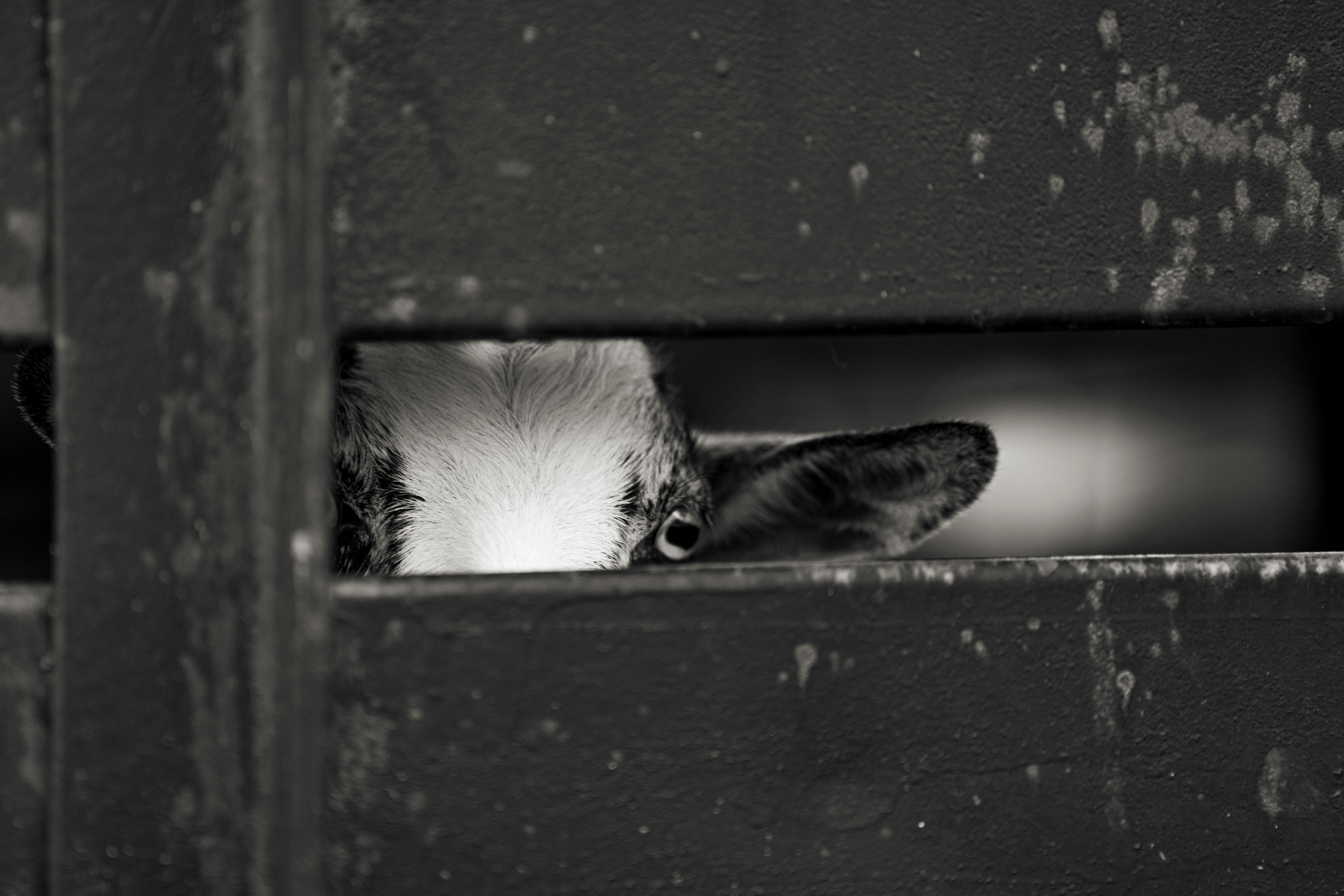 Photo by tonyluginsland