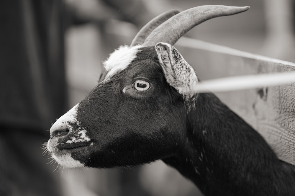 una capra con le corna
