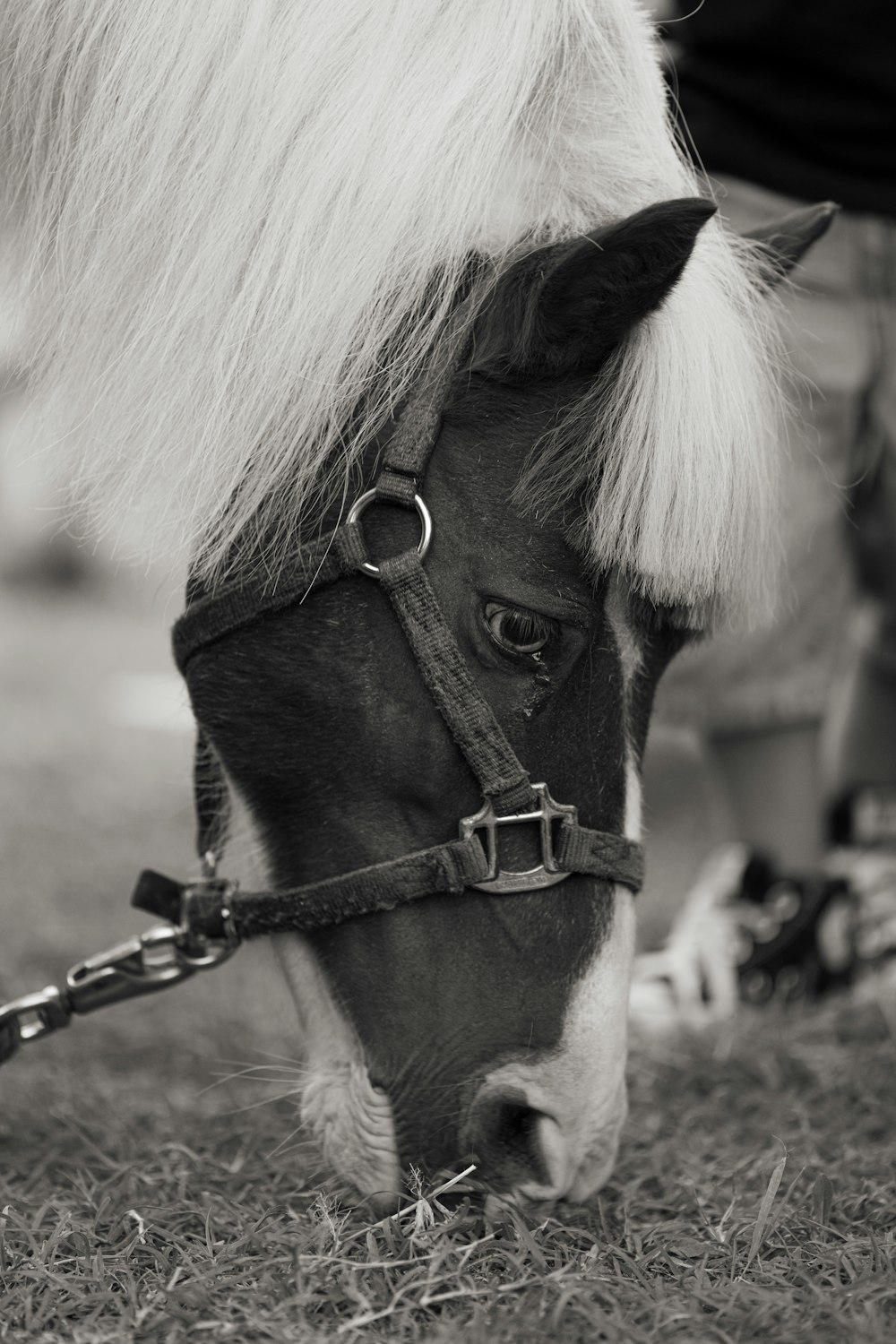 a horse with a harness