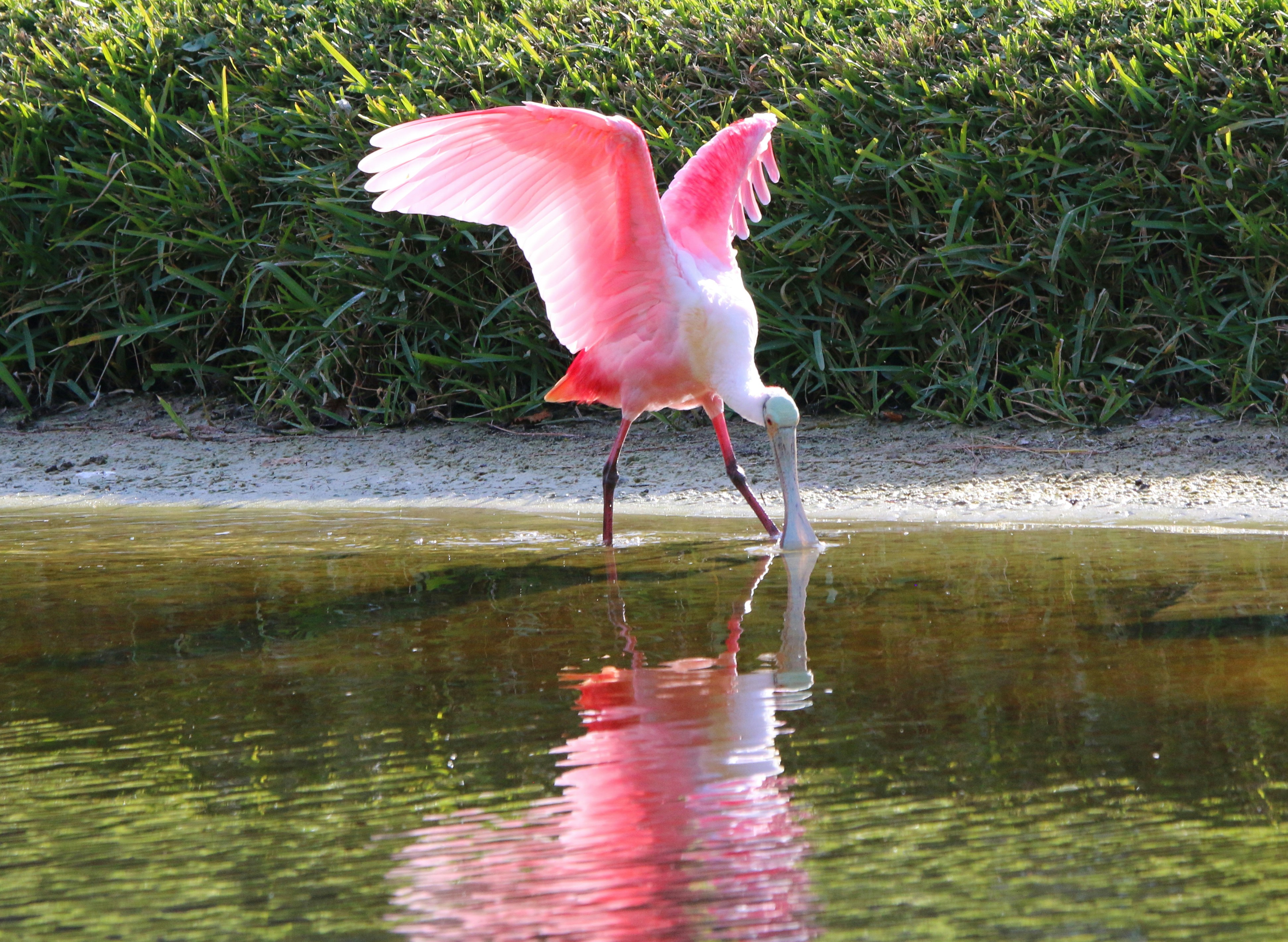 Photo by goldenplover31