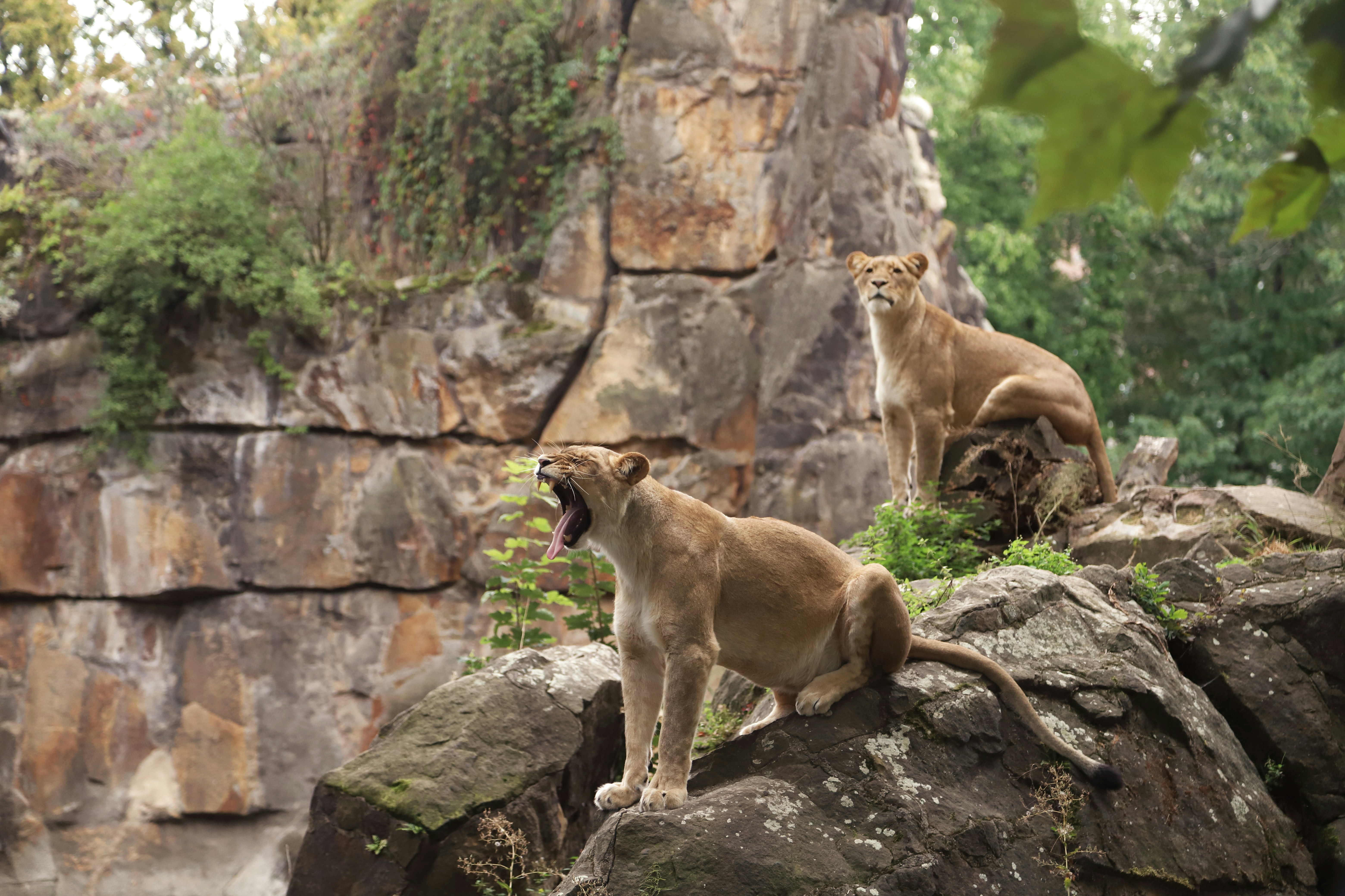 a couple of lions on rocks