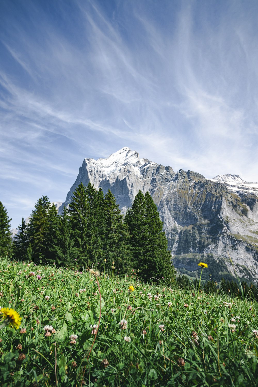 a grassy field with trees and mountains in the background