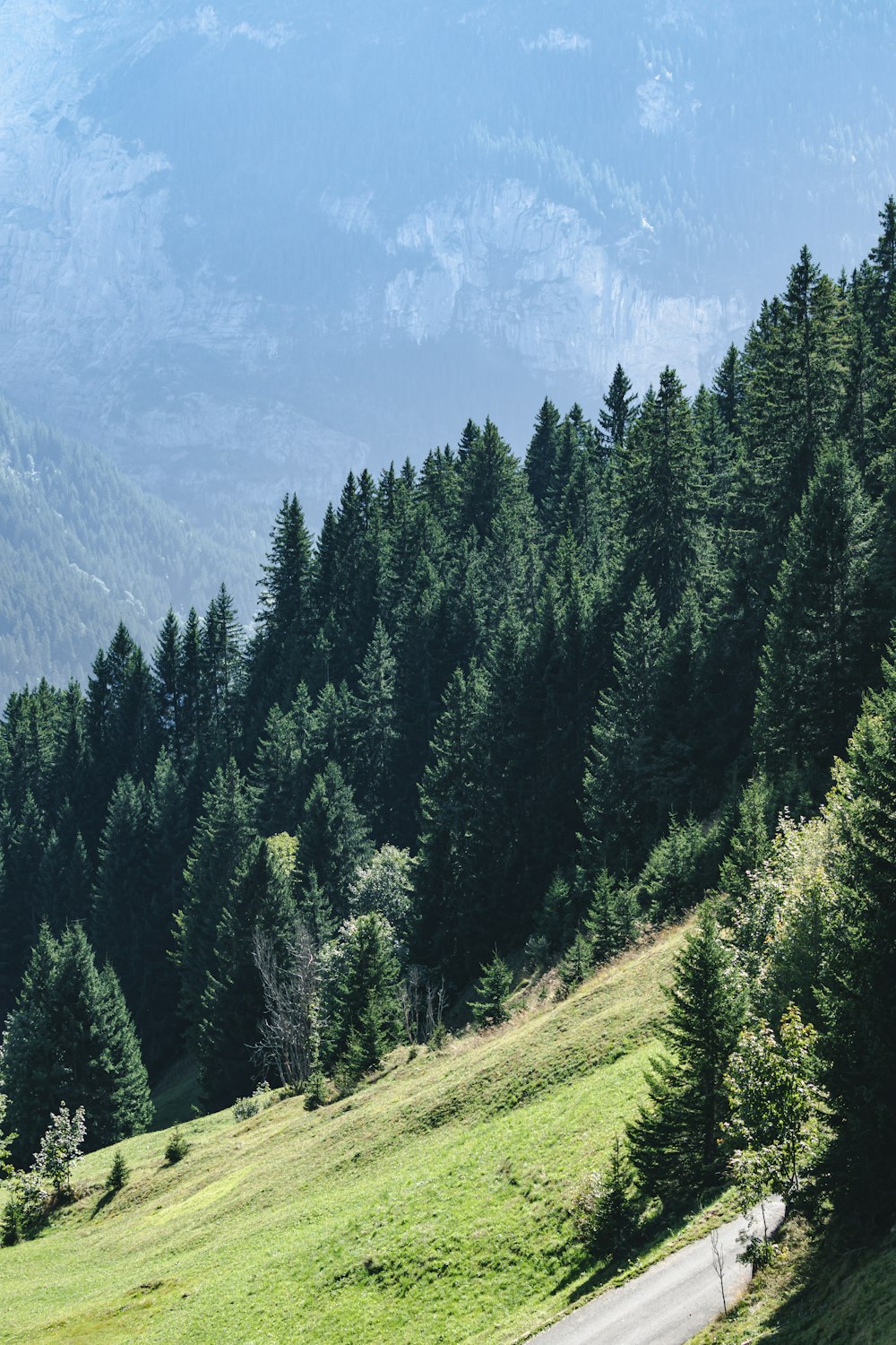 a mountain with trees on it