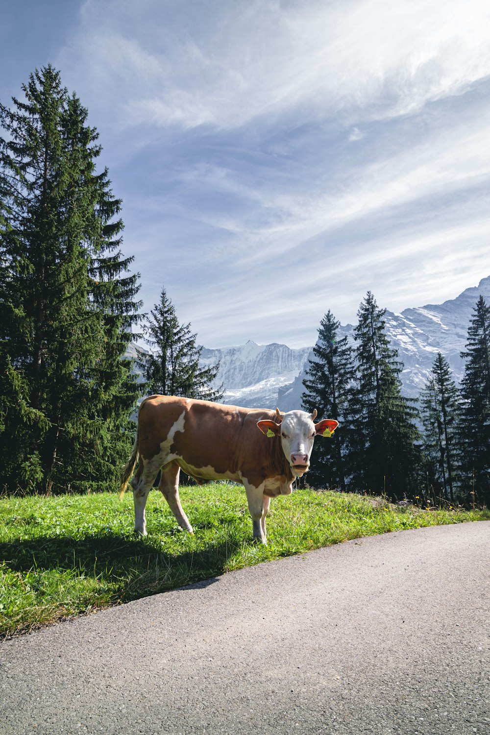 a cow standing on a road