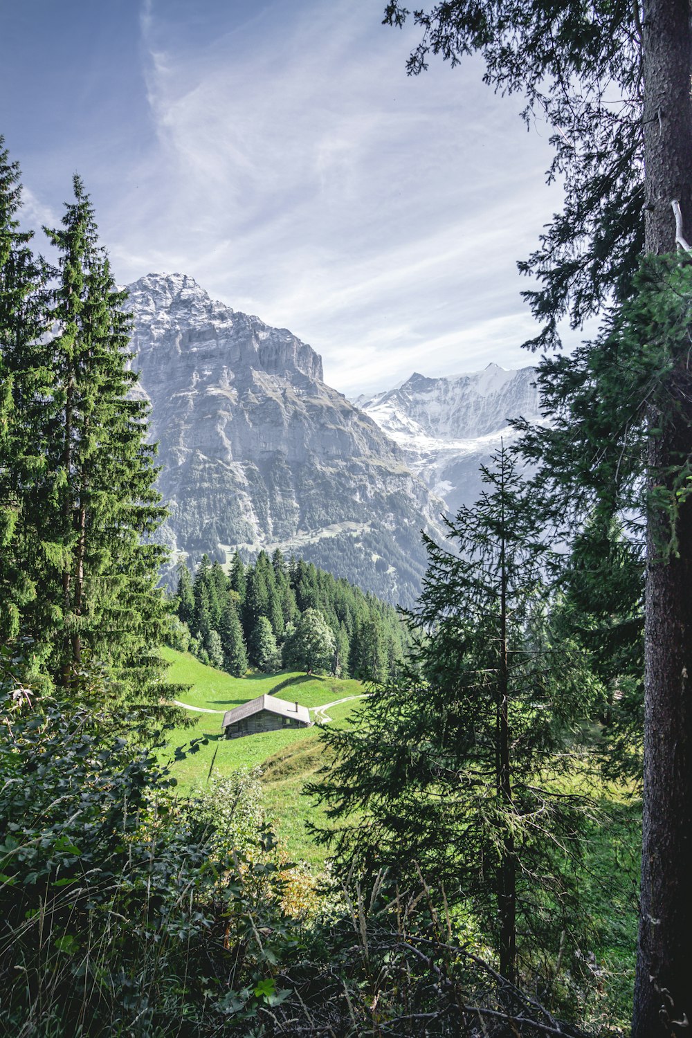 a landscape with trees and mountains