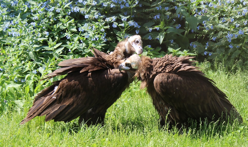 a couple of birds in a grassy area