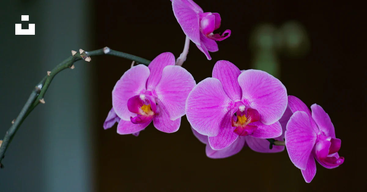 A close up of a flower photo – Free Flower Image on Unsplash
