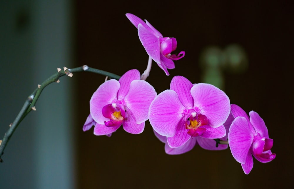 a close up of a flower