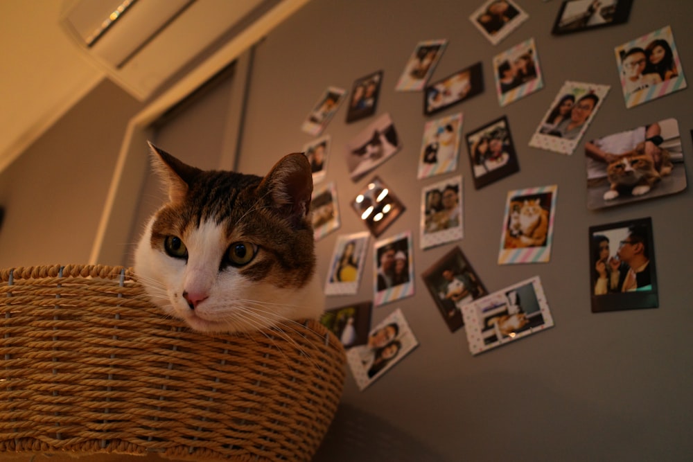 a cat sitting on a refrigerator