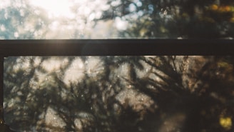 A quiet moment captured in soft natural light, showing a delicate interplay of shadow and presence.