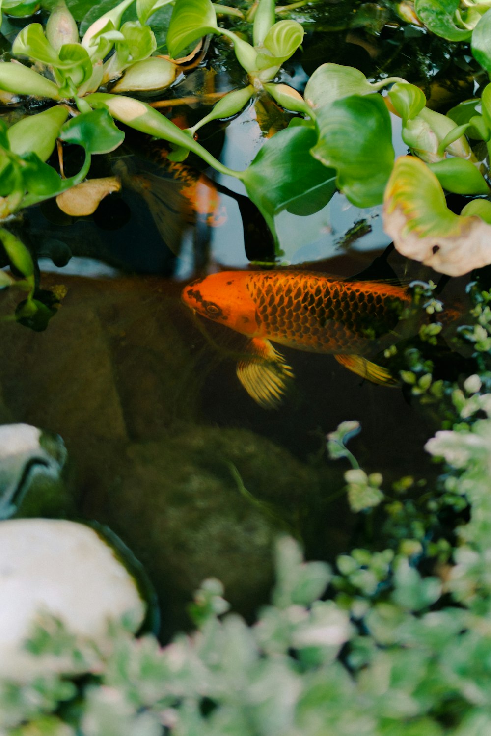 Un poisson rouge nageant dans l’eau
