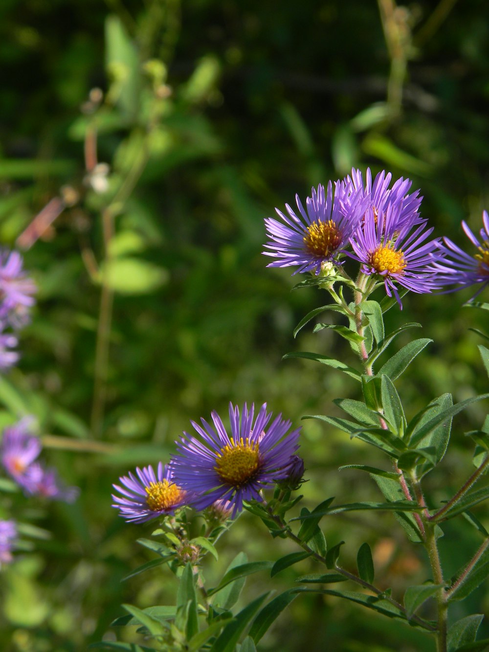 a group of purple flowers