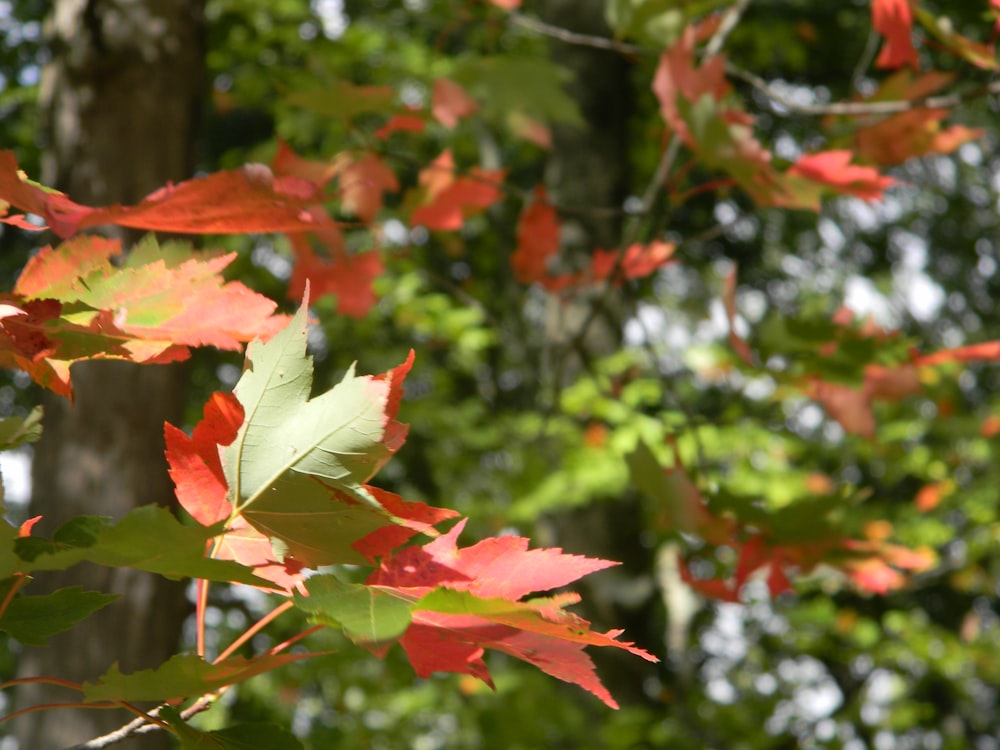 a close up of some leaves