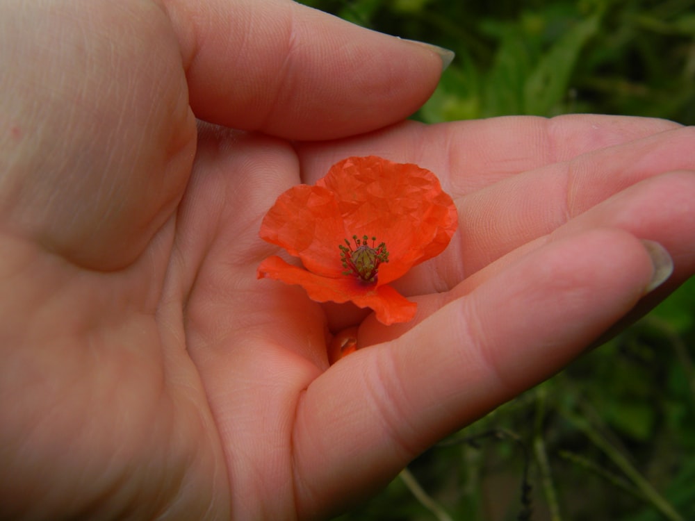 a hand holding a small orange flower
