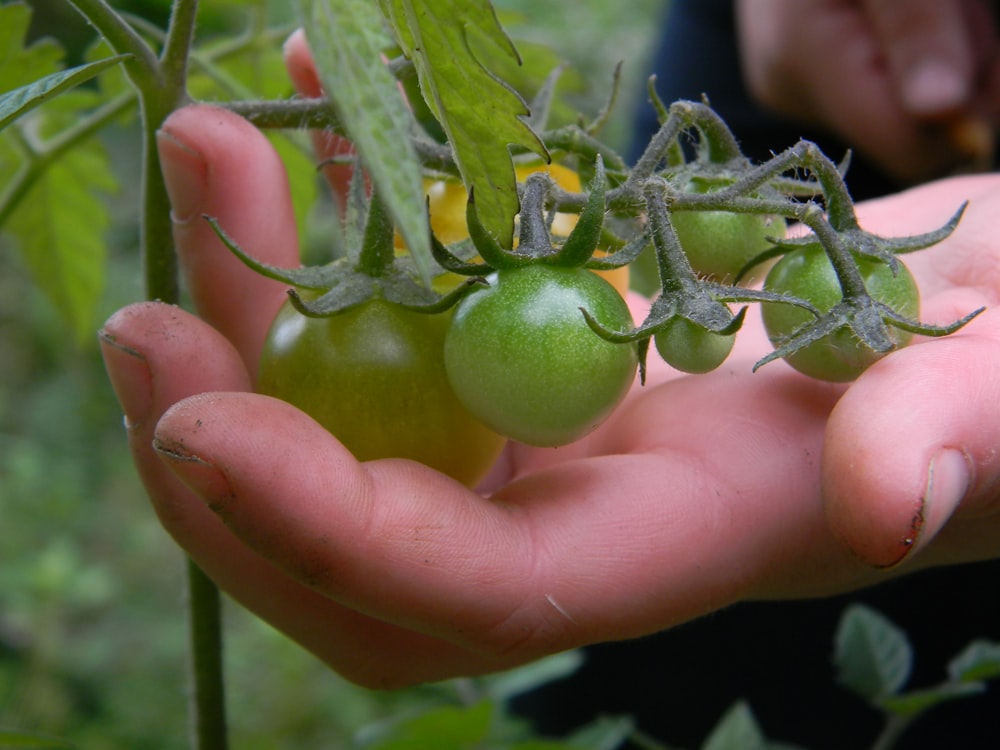 a hand holding a green fruit