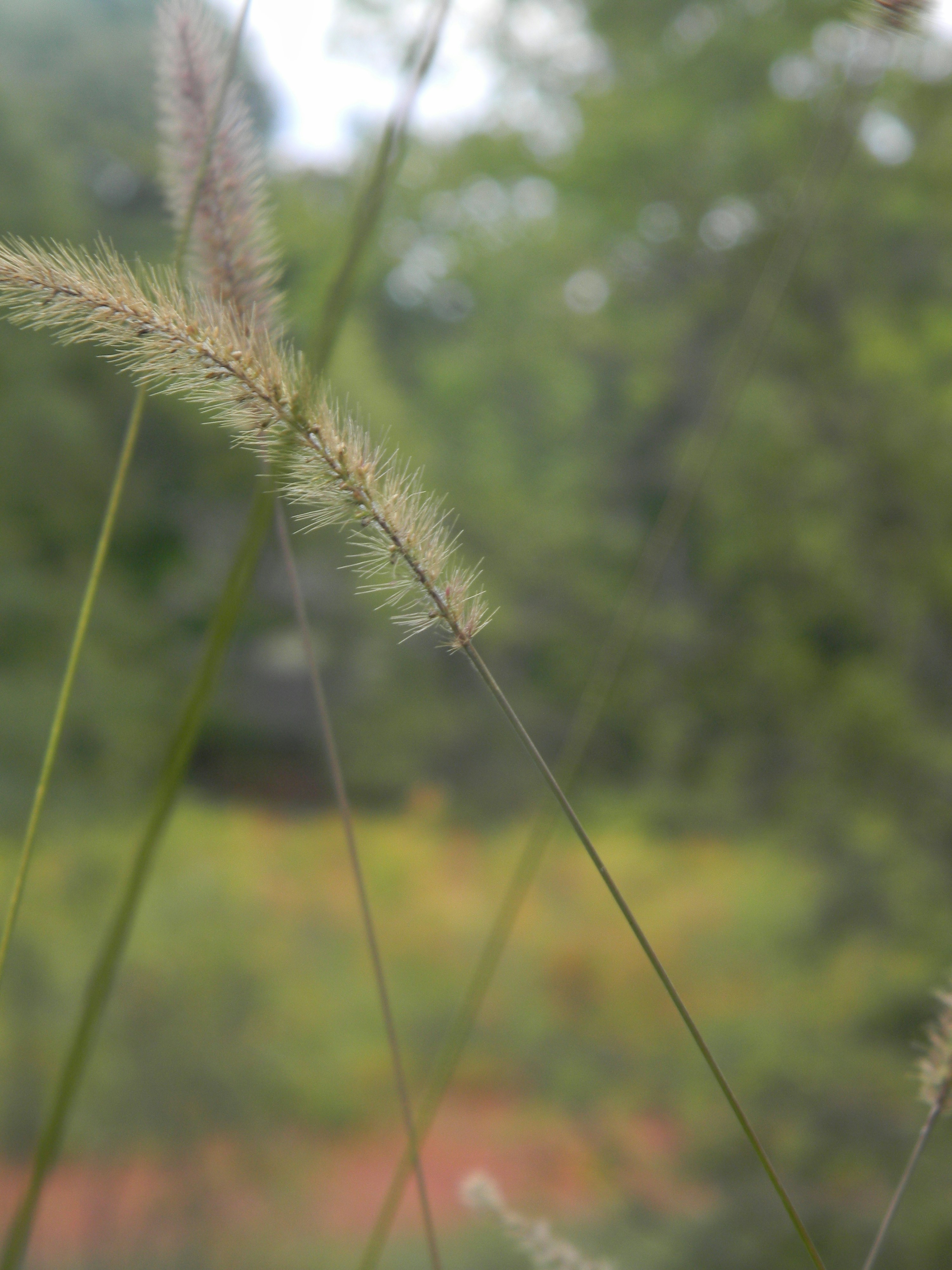 close up of a grass