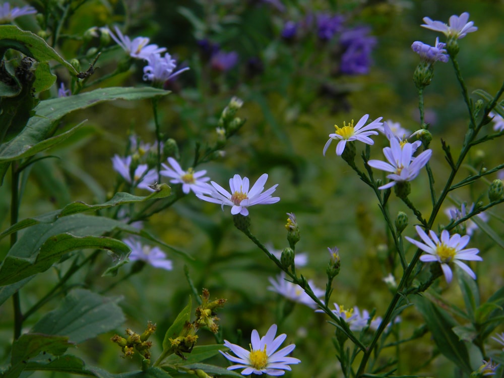 a group of flowers