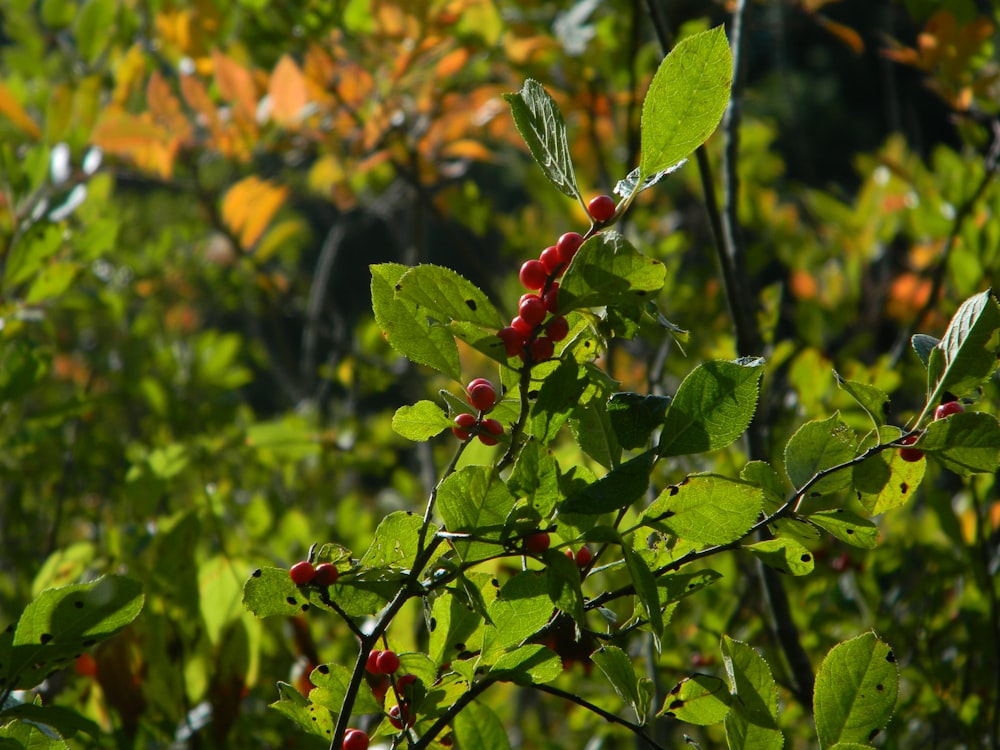 a close-up of some berries