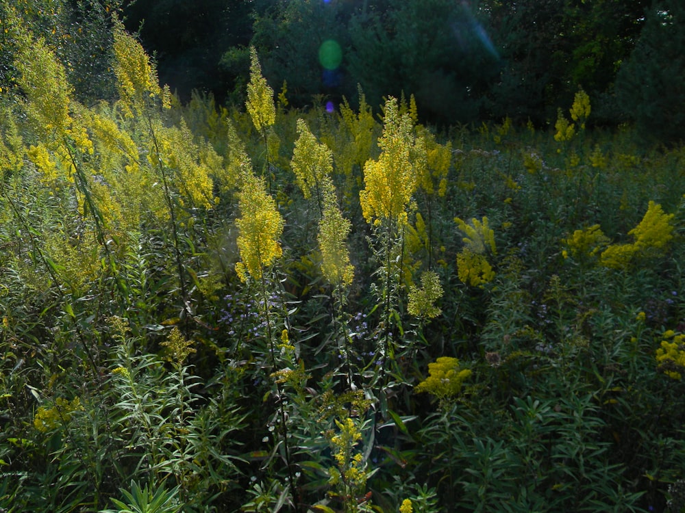 a field of yellow flowers