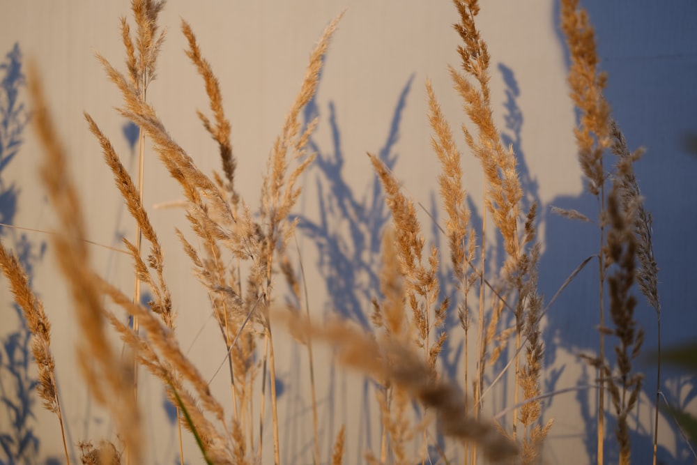 a field of wheat