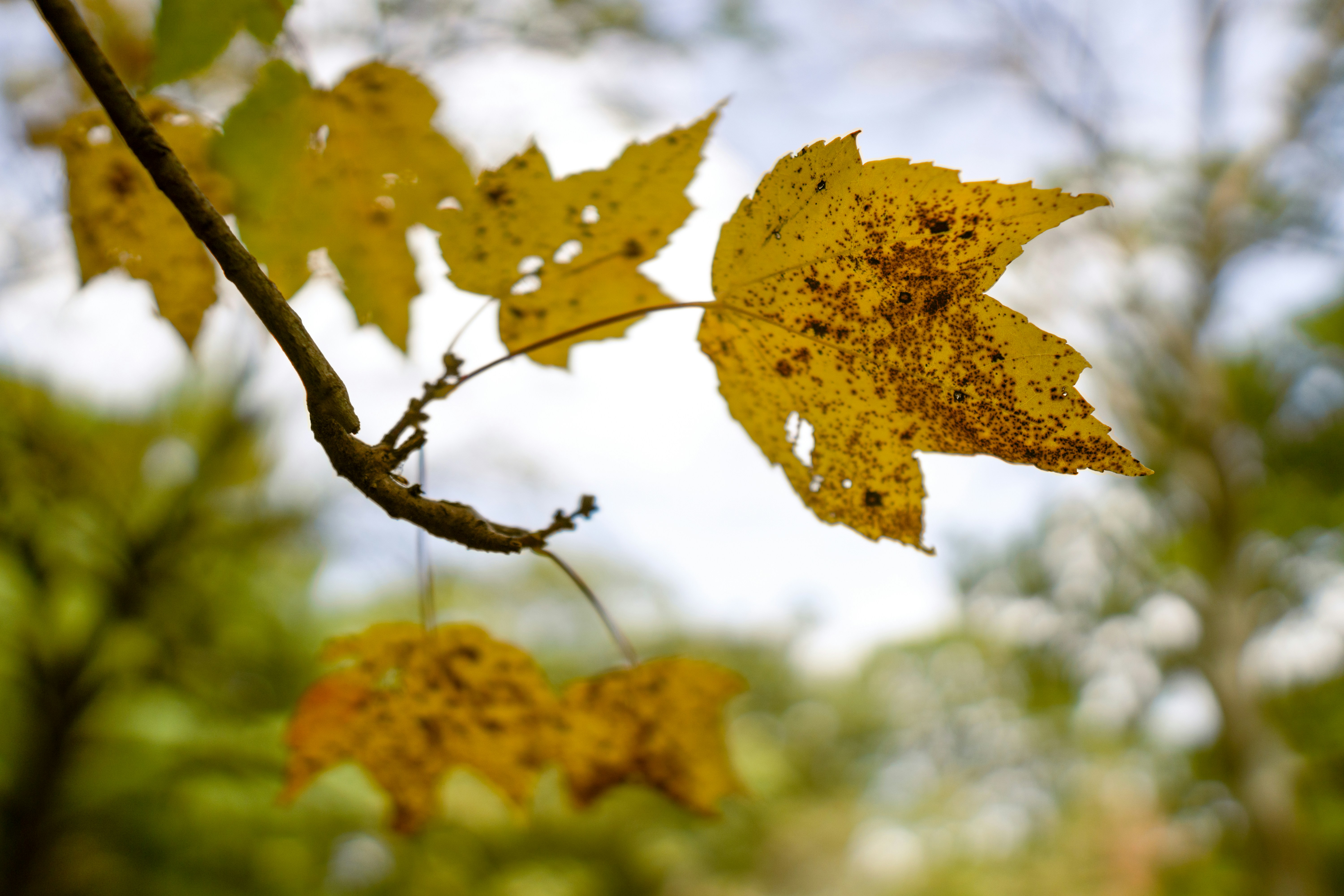 Photo by emmanuelphaeton