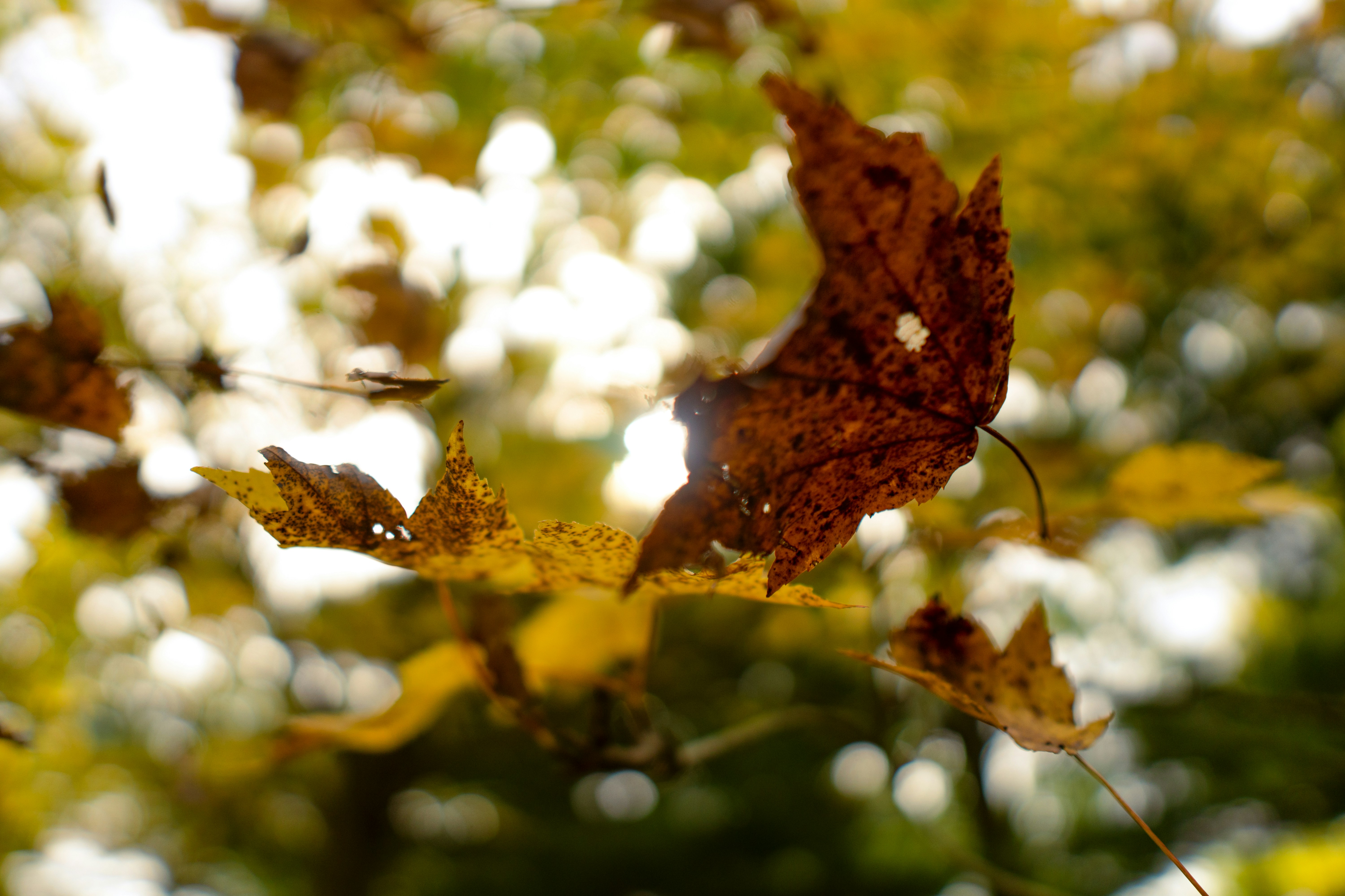 Photo by emmanuelphaeton