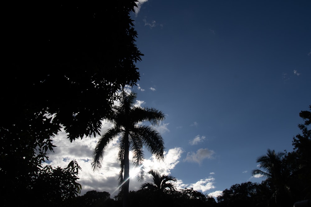 a palm tree under a blue sky