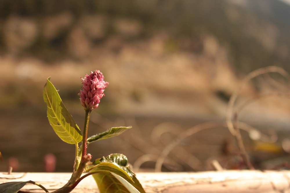 Gros plan d’une fleur