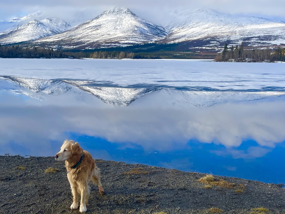 a dog standing on a rocky beach