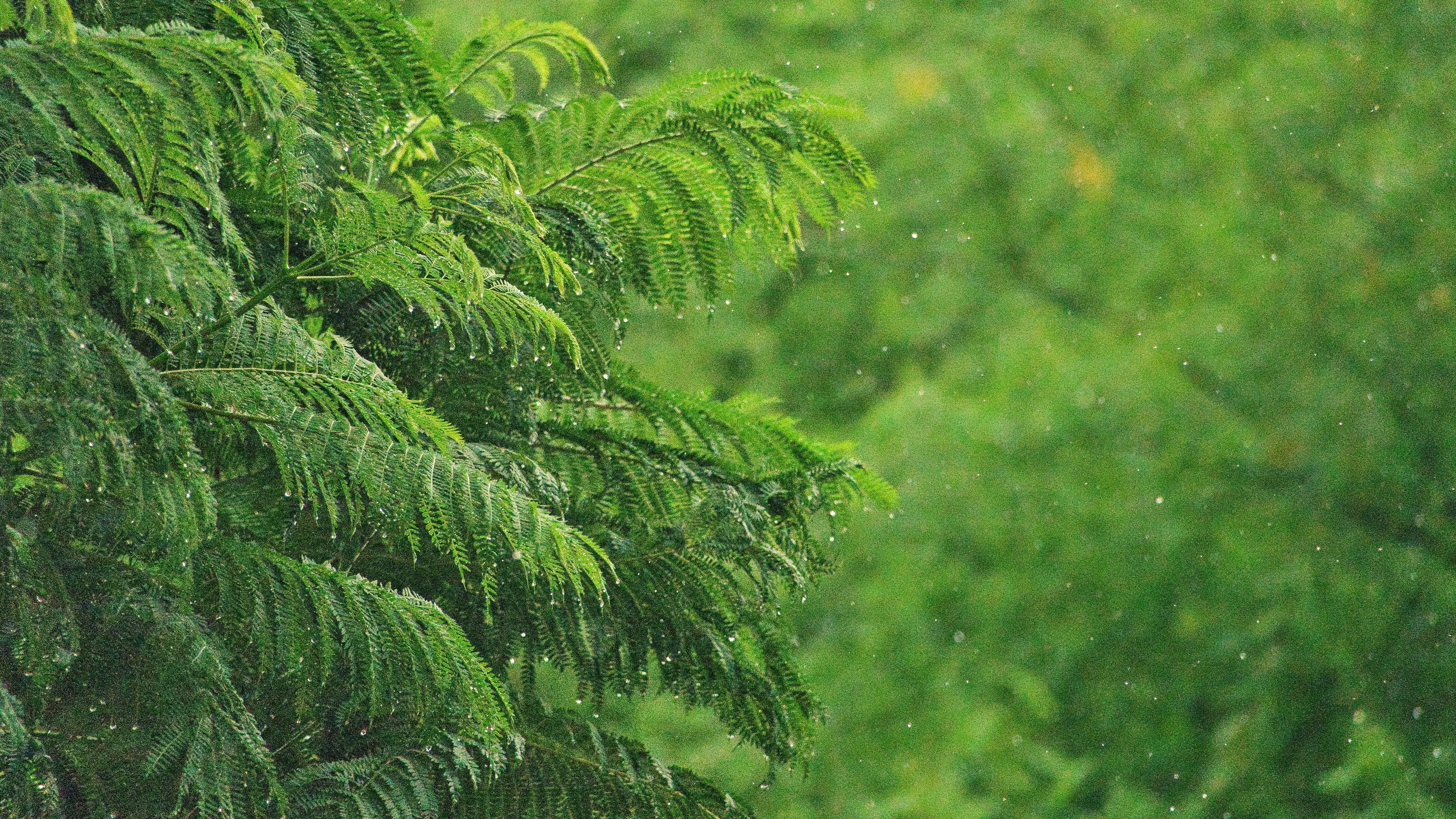 a close up of some plants