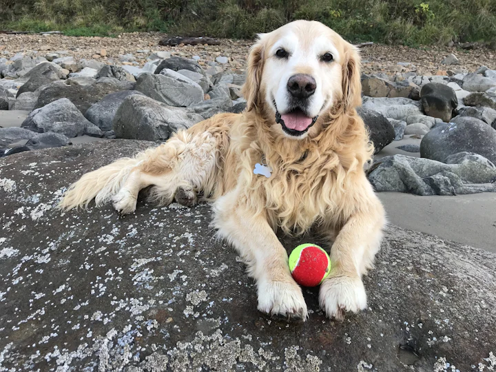 Real golden retriever playing with a tennis ball