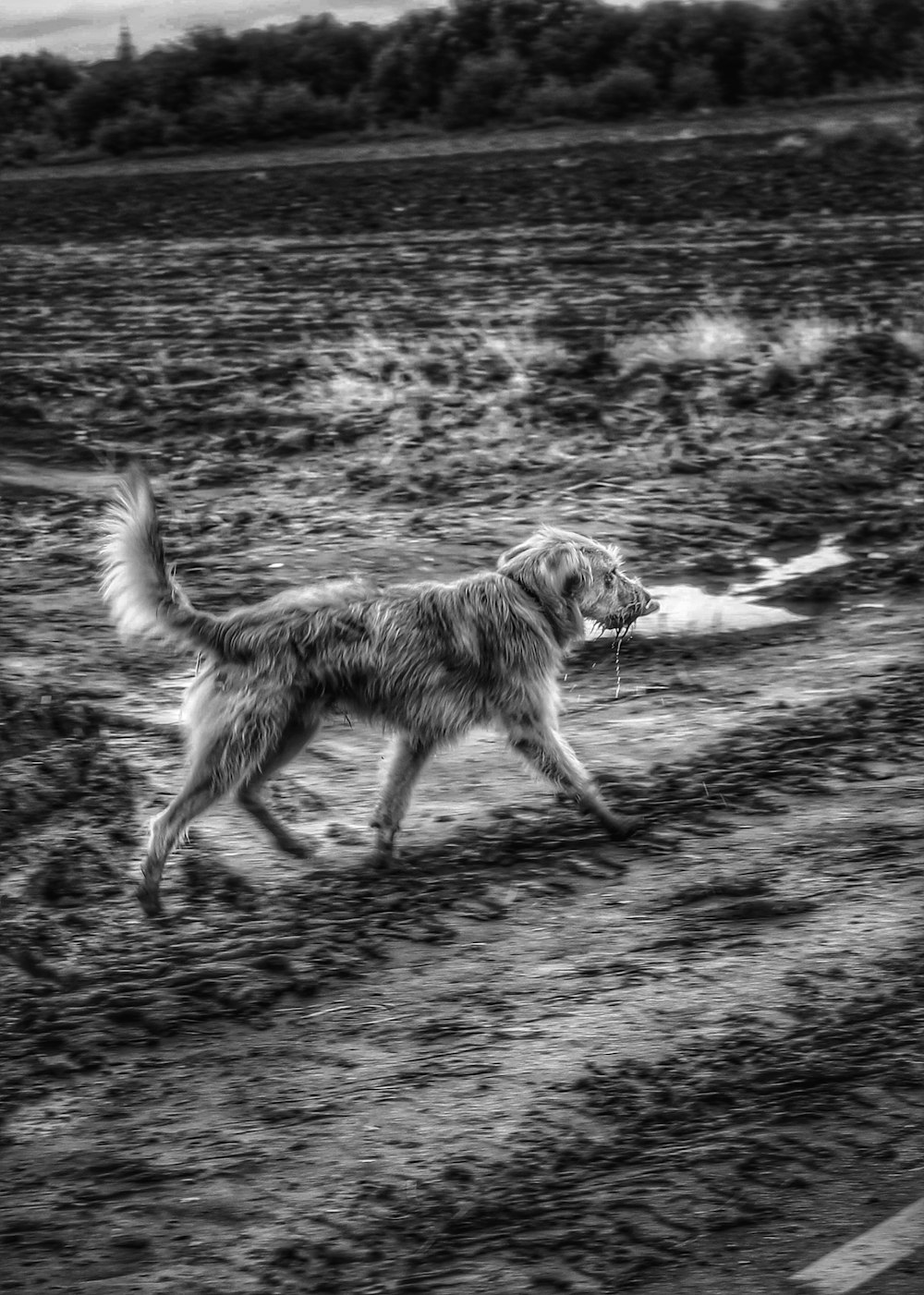 a dog running in a field