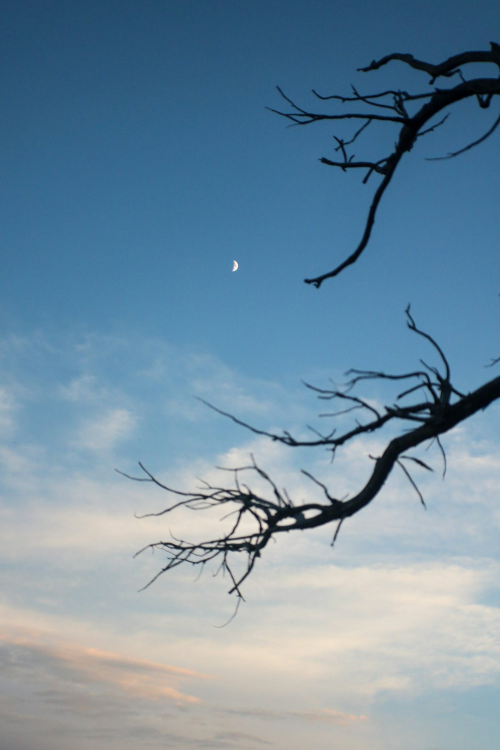 a tree with a moon in the background