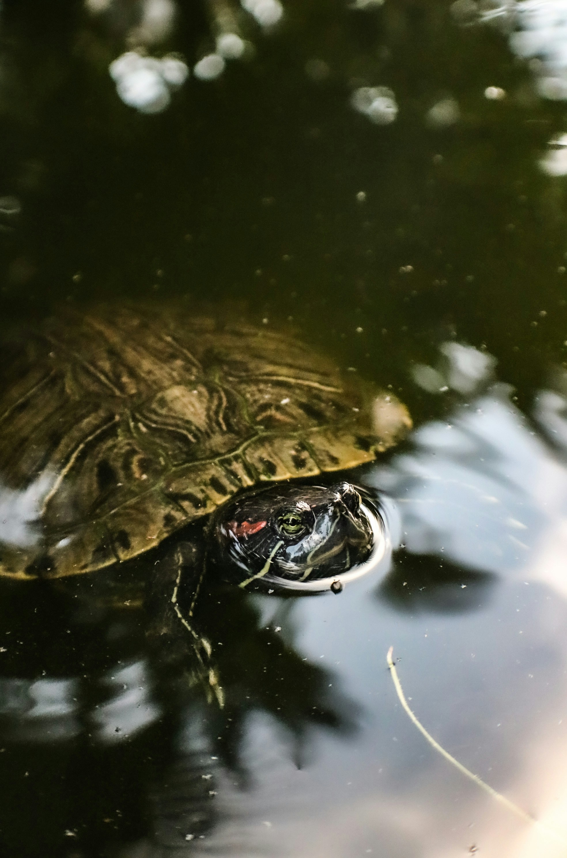 Water Turtle