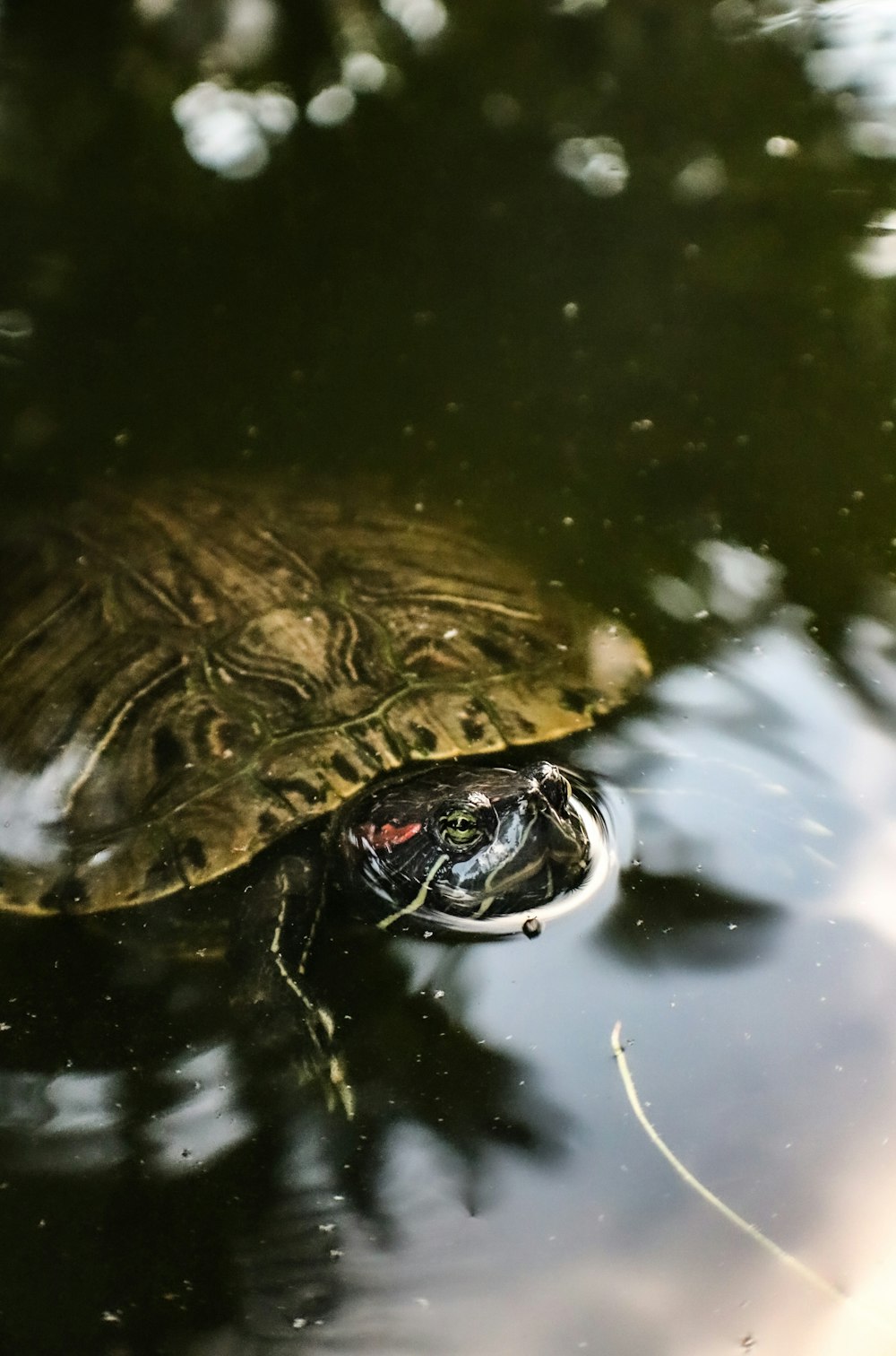 a frog in the water