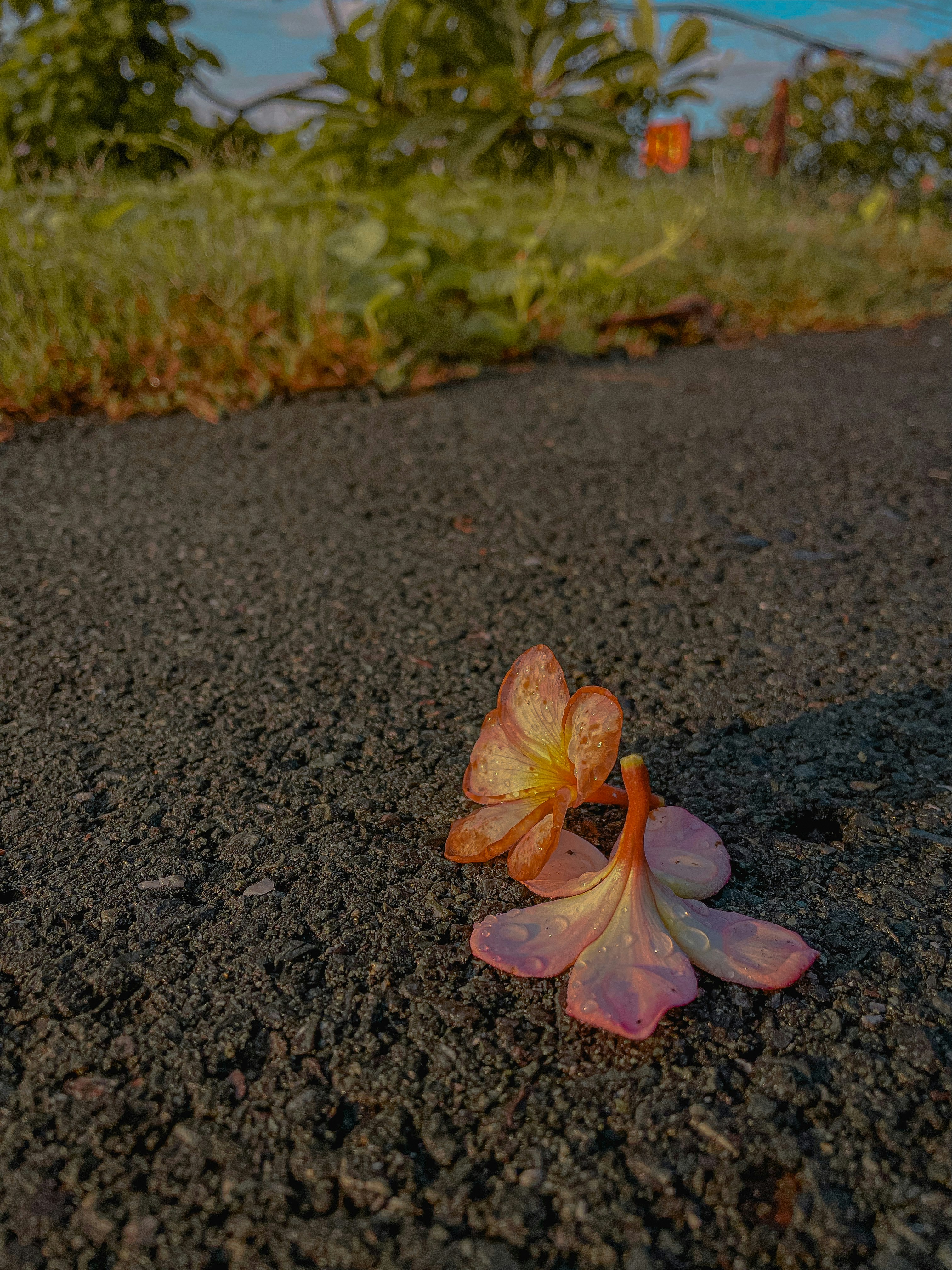 a flower on the ground
