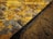 A close-up view of a textured surface showing wet, square tiles with a mix of yellow, orange, brown, and gray patterns. Adjacent to the tiles is a section of loose granular material, possibly sand or soil, partially covering the base of the tiles.