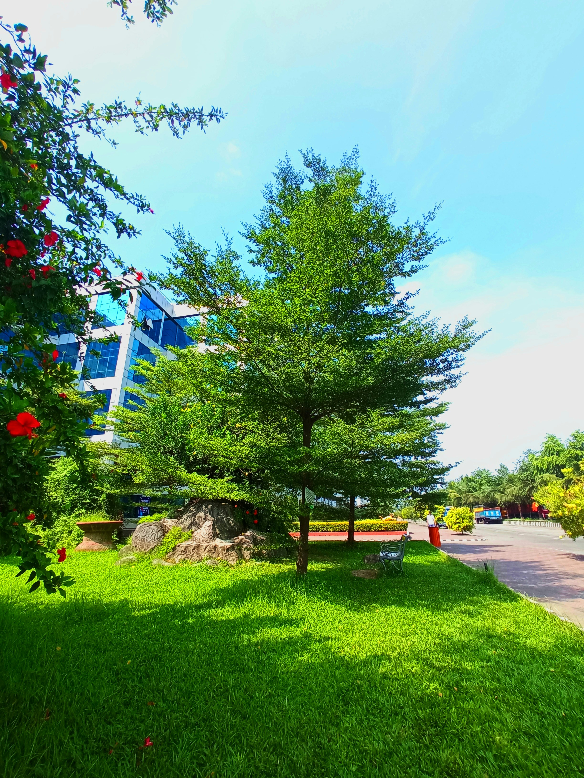 A tree in a park