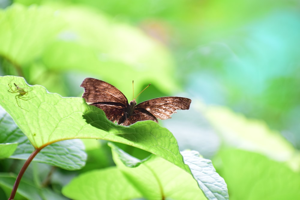 a butterfly on a leaf