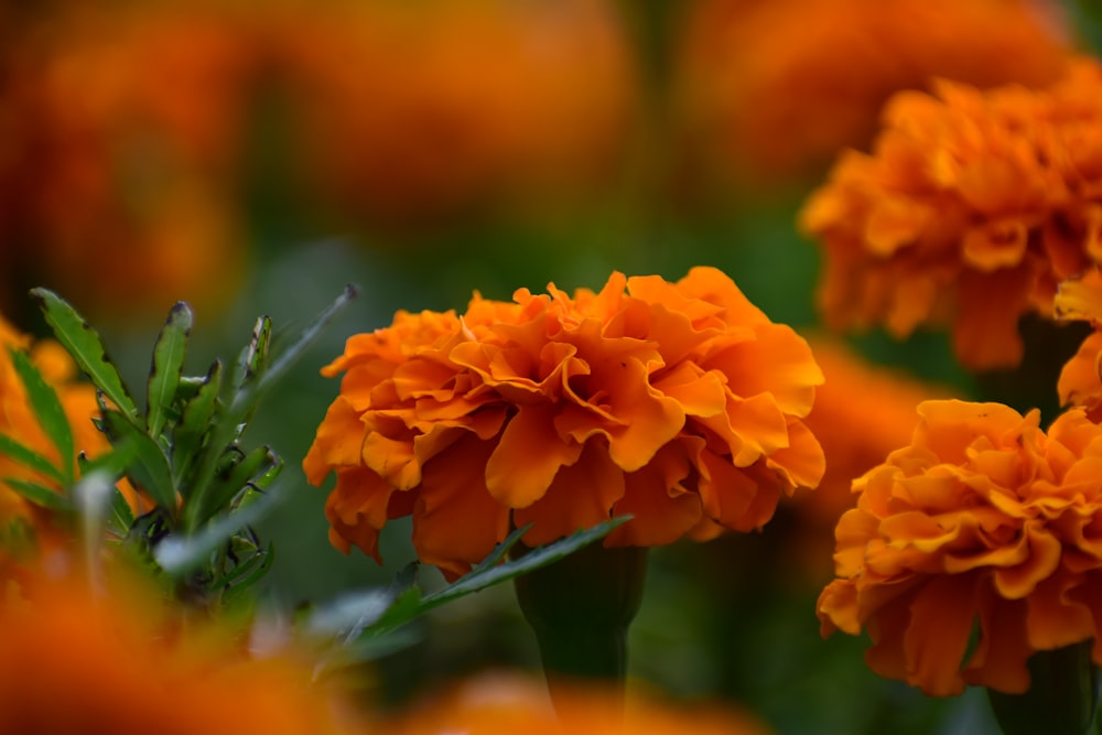 a group of orange flowers