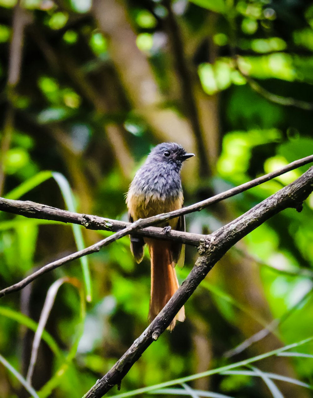 a bird sits on a branch